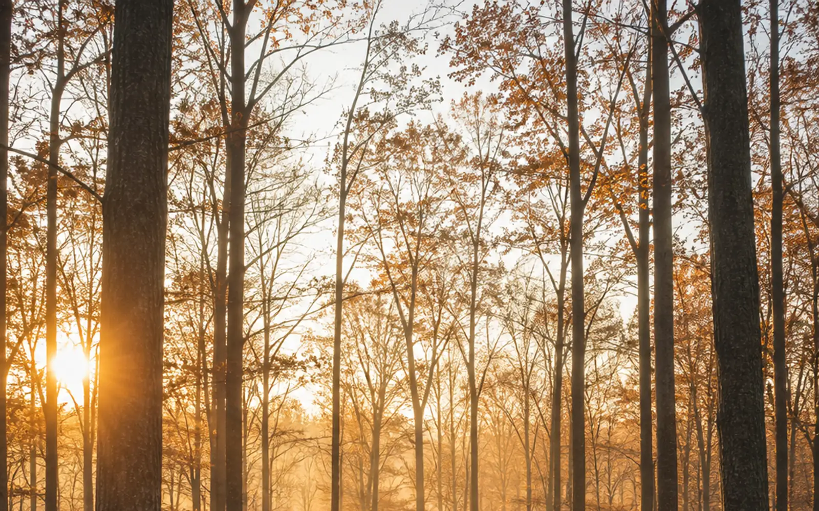 Morning light falling through the timber